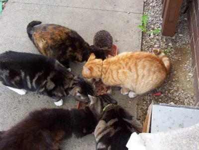 hedgehogowy - Sześć kotów jedzących karmę 

#jezposting
#jeze