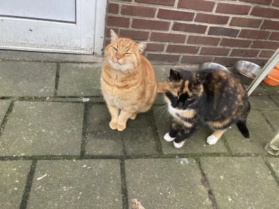 t.....m - Chlopaki na kwaterze robotniczej zaadoptowali dwa bezdomne holenderskie kot...