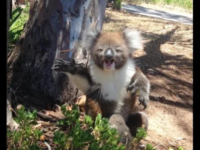 Czesterek - A tak brzmi nieszczęśliwy koala zepchnięty z drzewa. ( ͡° ͜ʖ ͡°)