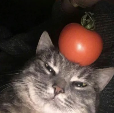 kimczix - Koty z pomidorem na głowie to wrogi gang jest