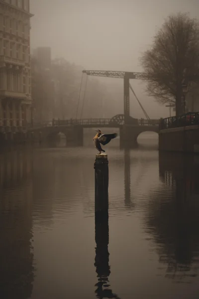 wariatzwariowany - kaczka w Amsterdamie_

autor #fotografia #estetyczneobrazki #cit...