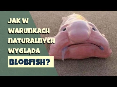 adametto - Blobfish - ryba, którą znamy bardziej z memów niż z atlasów. Ryba, którą c...
