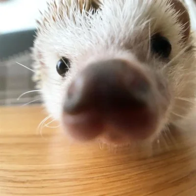 hedgehogowy - @mmmmmmmmmmmmmm: ʕ•ᴥ•ʔ