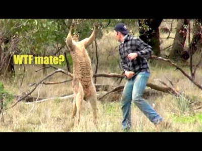 slapdash - > Kangury nie potrafią się cofać.

@Jedrula93: a może powinny...

@Ula...