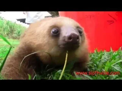 o.....i - ! I co nic nie piszesz?

#leniwce #zwierzaczki #slothpill