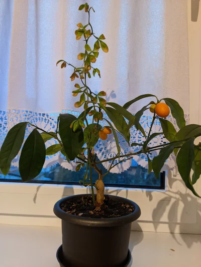 Kaolin28 - #ogrodnictwo 
Pomarańczka puszcza owoce, które ładnie nabierają kolorów al...