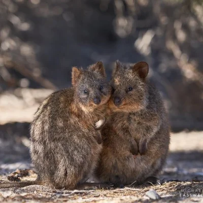 hcbadixhc - #quokkanadzis #quokka #zwierzaczki