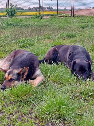 lubie_piwo - Żegnaj moja zloto-czarna Przyjaciółko bylas wspanialym psem i przyjaciel...