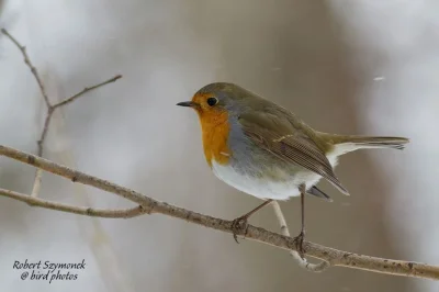 Lifelike - Rudzik (Erithacus rubecula)
Głos
Autor
#photoexplorer #fotografia #orni...