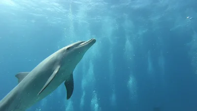 fakeman - Delfiny na ostatnim Safari nurkowym (taki event gdzie wchodzi się na łódź i...
