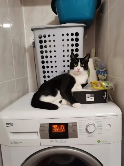 jar3cki - Burek siedzi na pralce bo inaczej lata na wirowaniu

#kot #koty #pokazkota ...