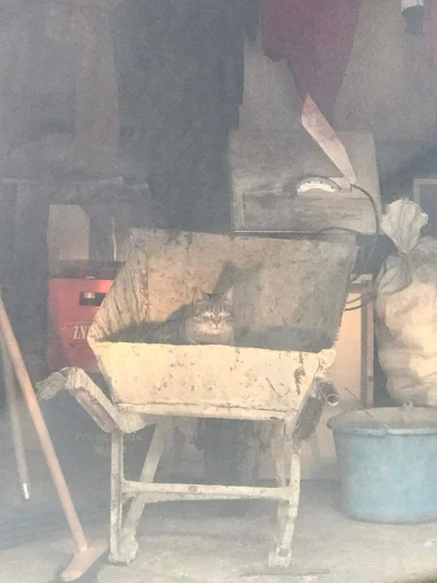 kapecvonlaczkinsen - Siostra podesłała zdjęcie kota w garażu, robione przez szybę w s...