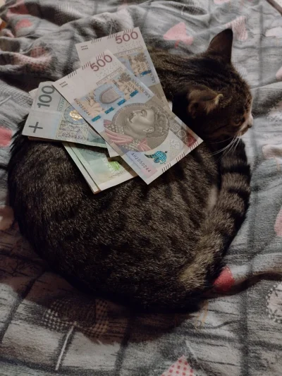 Krafti - #pokazkota pieniężny kot