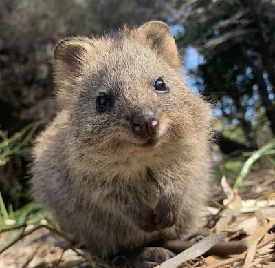 hcbadixhc - Nawiedziła Cię szczęśliwa quokka.
#quokkanadzis #quokka #zwierzaczki