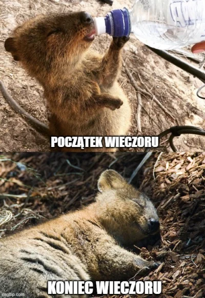 hcbadixhc - Popełniłem mema:
#quokkanadzis #quokka #zwierzaczki #pijzwykopem #hehesz...