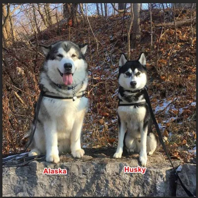 Hershel - @jagoslau: Gówno prawda, nie ma takiej zasady. Husky i malamuty mają szerok...