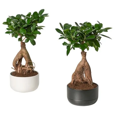 kartofel - Mam takiego fikusa bonsai z biedry. Nie podobają mi się te podwójne korzen...