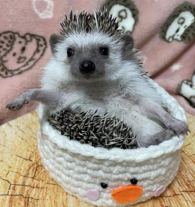 hedgehogowy - Poproszę manicure

#jeze 
#jezposting