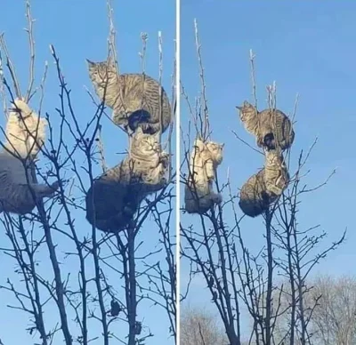 FulTun - Koty aż uciekły na drzewa.