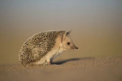 hedgehogowy - Stepojeż uszaty, węże i skorpiony mu niestraszne 

#jeze
#jezposting