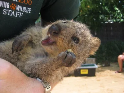 hcbadixhc - W rękach człowieka, a gdzie ?

#quokkanadzis #quokka #zwierzaczki