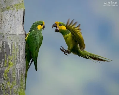 Lifelike - Żółtoliczka (Ognorhynchus icterotis)
Autor
#photoexplorer #fotografia #o...