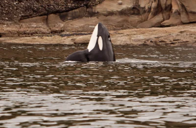 kluchman - Orki oceaniczne (Orcinus orca) nazywane również miecznikami są znane z ata...