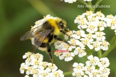 Lifelike - Sikora lazurowa - piękność ze wschodu #ornitologia #ptaki 
Z biologii trz...