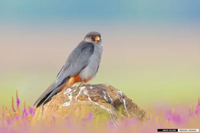 Lifelike - Kobczyk amurski (Falco amurensis)
Autor
#photoexplorer #fotografia #orni...