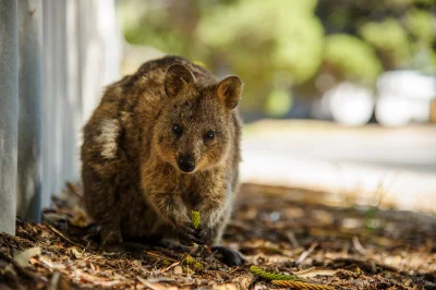 hcbadixhc - #quokkanadzis #quokka #zwierzaczki