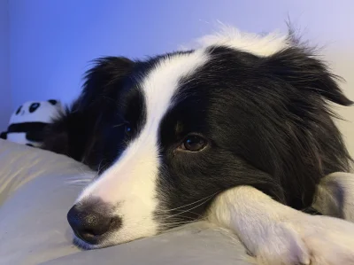 Nyanami - Co robią teraz Wasze piesy? 


#pokazpsa #bordercollie