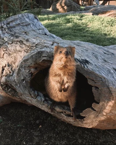 hcbadixhc - To mój dom człowieku, odejdź.
#quokkanadzis #quokka #zwierzaczki