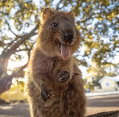 hcbadixhc - Z jęzorem.
#quokkanadzis #quokka #zwierzaczki