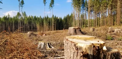 krzywy_odcinek - Przy braku wstępu będzie tak, że zostawia tylko drzewa które widać z...