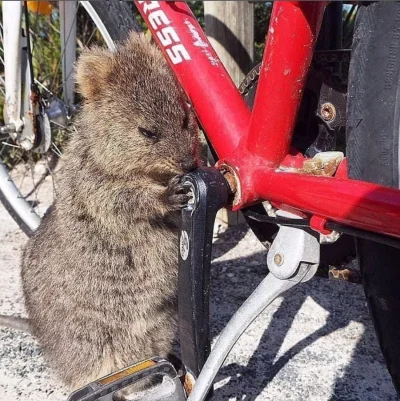 hcbadixhc - Zapłata za tą robotę będzie wynosić 20 liści.
#quokkanadzis #quokka #zwi...