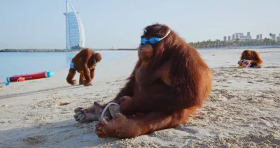 trzeciarzesza - Miłego dnia wszystkim życzę

#gownowpis #orangutany