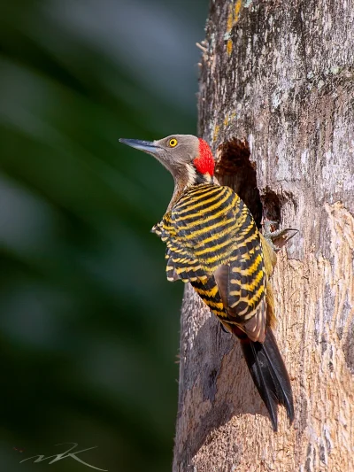 Lifelike - Dzięciur płowy (Melanerpes striatus)
Głos
Autor
#photoexplorer #fotogra...