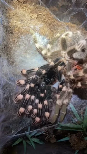 Talar - Timelapse z wylinki Acanthoscurria geniculata_ ( ͡° ͜ʖ ͡° )つ──☆*:・ﾟ
#terrary...