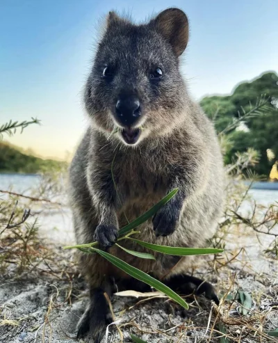 hcbadixhc - Z liściem, tak ?
#quokkanadzis #quokka #zwierzaczki