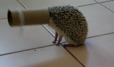 hedgehogowy - Widzę światełko w tunelu 

#jezposting 
#jeze