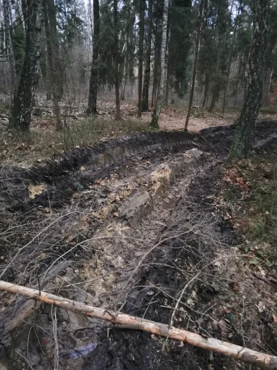 KrolWlosowzNosa - Powiedzcie mi proszę czy jest sens kręcić imbę..
Mieszkam obok las...