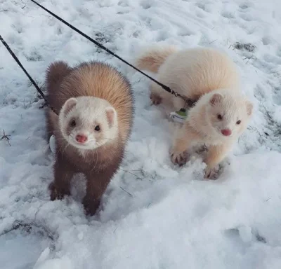 MondryPajonk - ferrets