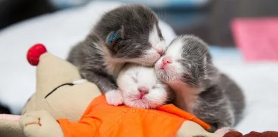 m.....n - @polskimurarzpl: nowo narodzone kotki - cudowne, słodkie maleństwa, nic tyl...