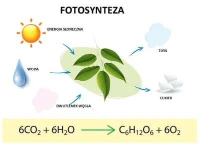 arysto2011 - Rośliny, glony i bakterie robią tak od miliardów lat. Pobierają CO2 z at...