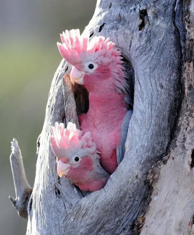 Lifelike - Kakadu różowa (Eolophus roseicapilla)
Autor: Ben Pearce
#photoexplorer #...