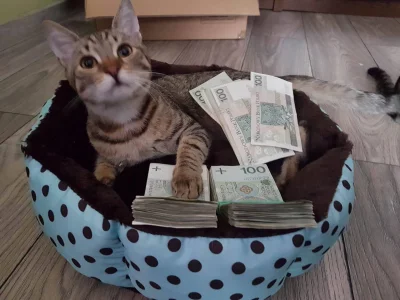 kaziu12 - Nawiedził cię koteł szczęścia, zaplusuj, a zawsze będziesz bogaty #pokazkot...