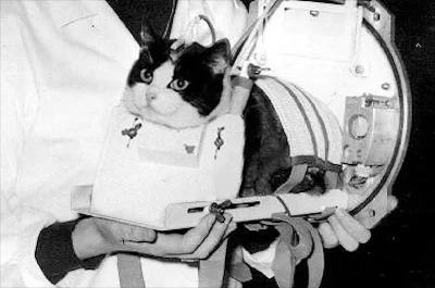 M.....w - Félicette - pierwszy i do tej pory jedyny kot, który odbył udany lot kosmic...