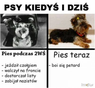 k.....m - Nie będzie żadnej wojny przecież jest zakaz strzelania bo pieski się będą b...