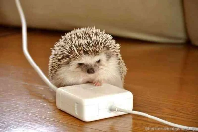 hedgehogowy - Przestań siedzieć na tym wykopie, wyłączam internety, koniec! 

#jezp...