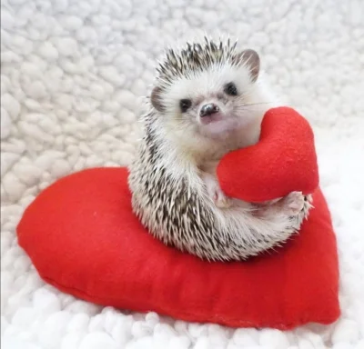 hedgehogowy - Dla wszystkich Wykopków przesyłam jeżową miłość ʕ•ᴥ•ʔ

#jezposting
#...